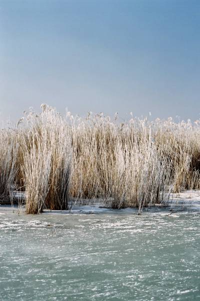 Neusiedlersee