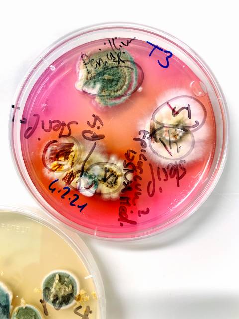Forschung / Pilzkulturen